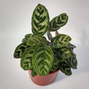 Calathea macoyana