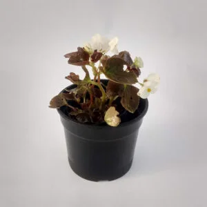Flor de azucar